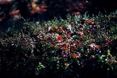 Close-up of plants against trees