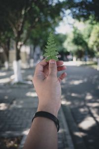 Close-up of hand holding plant on sidewalk