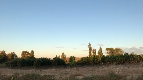 Plants on field against clear sky during sunset