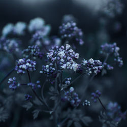 Close-up of purple flowering plant