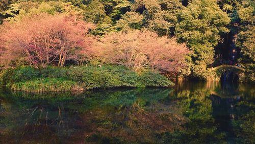 Reflection of trees in lake