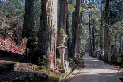 Footpath amidst trees in forest