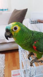 Close-up of parrot perching