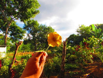 Close-up of hand holding flower against trees