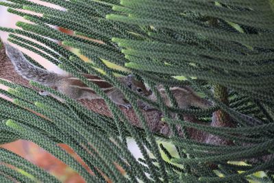 Close-up of squirrels on plant