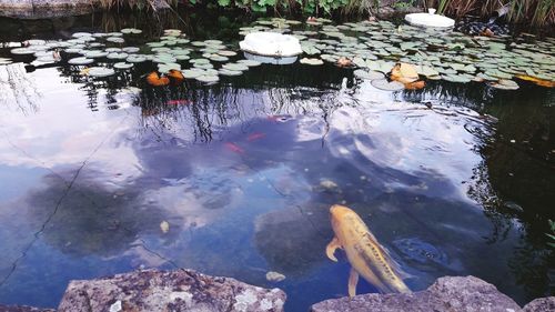 Fish swimming in lake