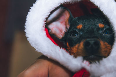 Close-up portrait of dog