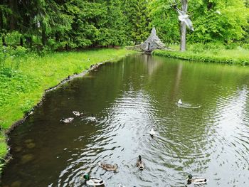 Swan swimming in lake