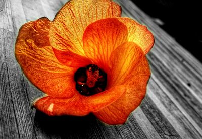 Close-up of flower on wooden table