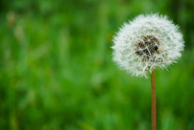 Close-up of dandelion flower