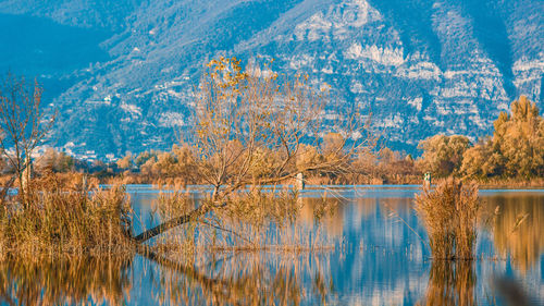 Panoramic view of pine trees and lake in forest during autumn
