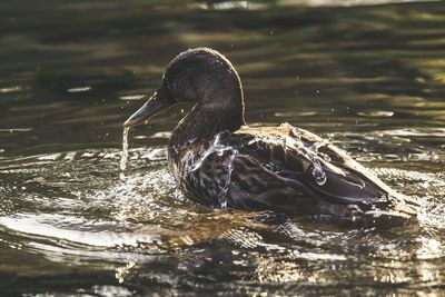 Bird swimming in lake