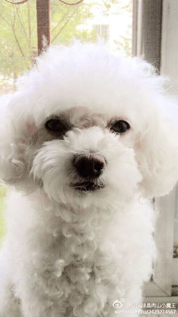 one animal, pets, animal themes, domestic animals, dog, mammal, white color, portrait, indoors, looking at camera, close-up, animal hair, animal head, white, front view, no people, cute, day, focus on foreground