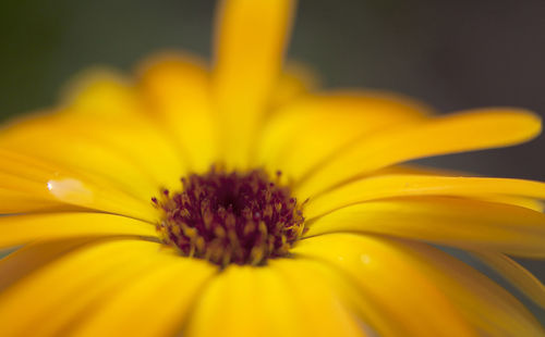 Close-up of yellow flower