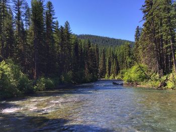 Scenic view of river in forest against clear sky