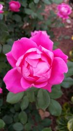Close-up of pink rose