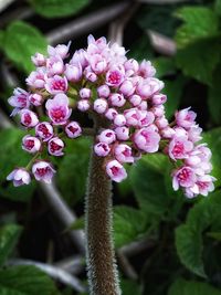 Close-up of pink flowering plant