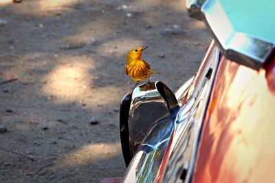 Bird perching on cable car