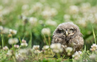 Close-up portrait of bird on grass