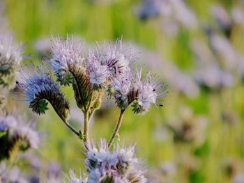 Close-up of purple thistle flowers on field