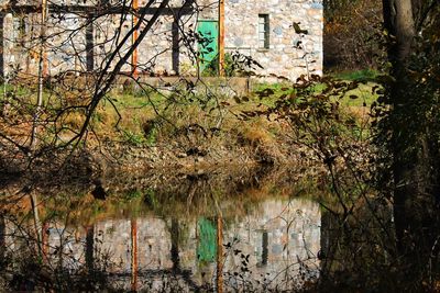 Plants and trees by lake against building