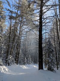 Bare trees in forest during winter