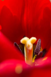 Close-up of red tulip