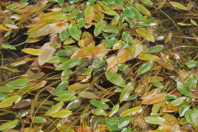 Leaves on plant