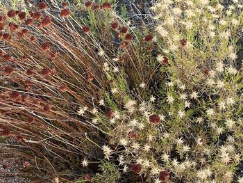 Full frame shot of flowering plants on land