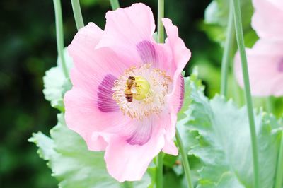 Close-up of pink flower