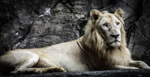 View of cat relaxing on rock in zoo