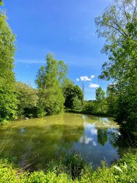 Scenic view of lake by trees against blue sky