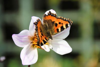 Close-up of butterfly pollinating on flower