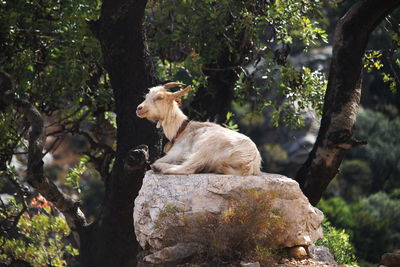 Lion sitting on tree trunk