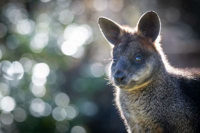 Close-up portrait of kangaroo looking away