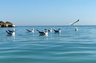 Flock of seagulls on sea against clear sky
