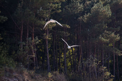 Bird flying over a forest