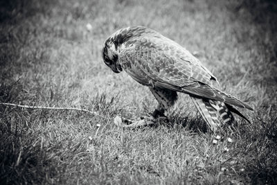 Full length of bird on grass