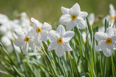 Close-up of white flowering plants