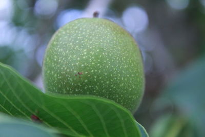 Close-up of fruit on plant