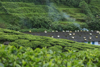 Scenic view of agricultural field