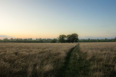 Scenic view of field against clear sky