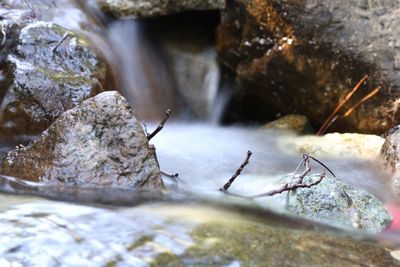 Close-up of insect on rock