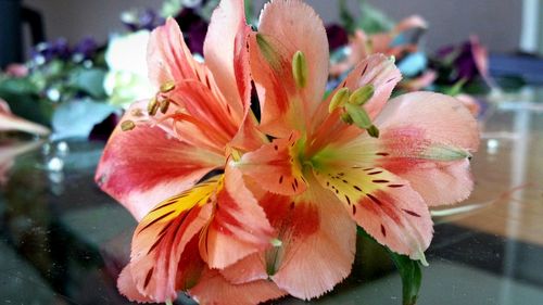 Close-up of pink flower blooming outdoors