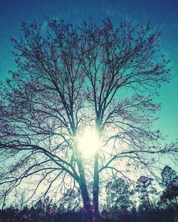 Low angle view of silhouette tree against sky