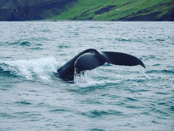 High angle view of whale tail fin in sea