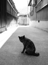 Cat sitting on footpath amidst buildings in city