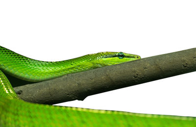 Close-up of lizard on green leaf