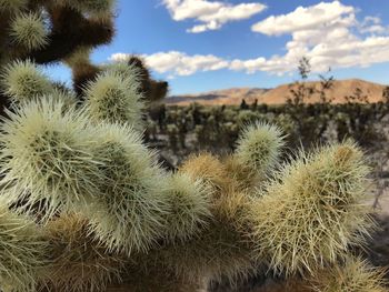 Close-up of succulent plants in desert