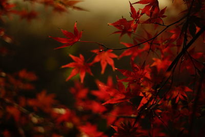 Close-up of red maple leaves